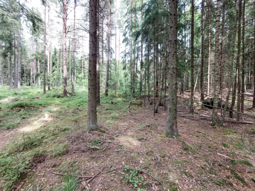 Harvennushakkuu lisää metsän valoisuutta ja jäljelle jäävän puuston kasvutilaa. Poistettavien puiden valinnalla voidaan vaikuttaa merkittävästi muun muassa metsätalouden kannattavuuteen sekä metsän rakenteeseen, hiilinieluun, maisemaan ja monimuotoisuuteen. Kuva: Mikko Niemi